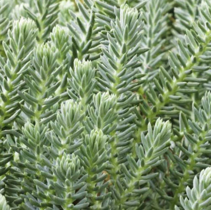 Sedum Reflexum | Blue Spruce Stonecrop