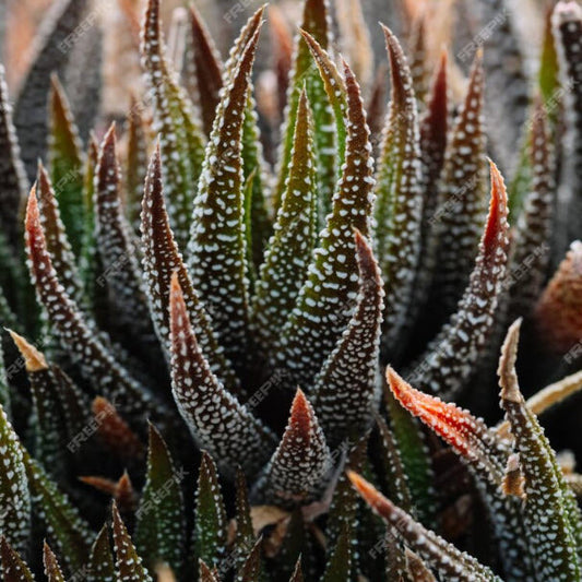 Haworthia Fasciata