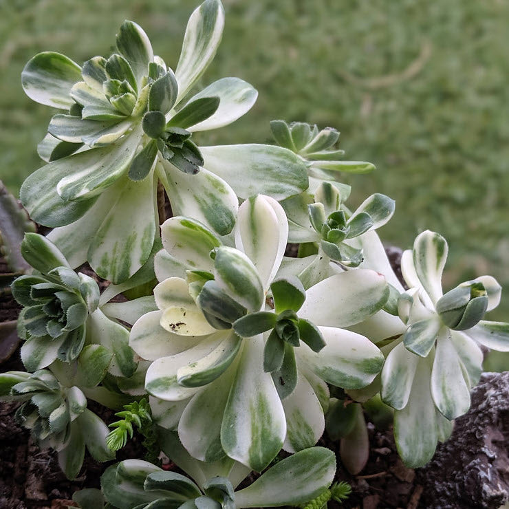 Aeonium Domesticum fa Variegated