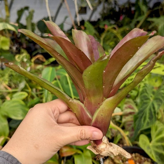 Neoregelia Bromeliad - Fireball