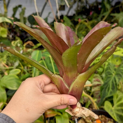 Neoregelia Bromeliad - Fireball