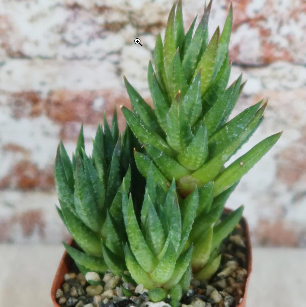 Haworthia Glauca var Herrei