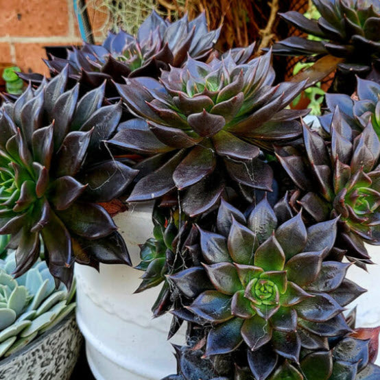 Echeveria Black Prince