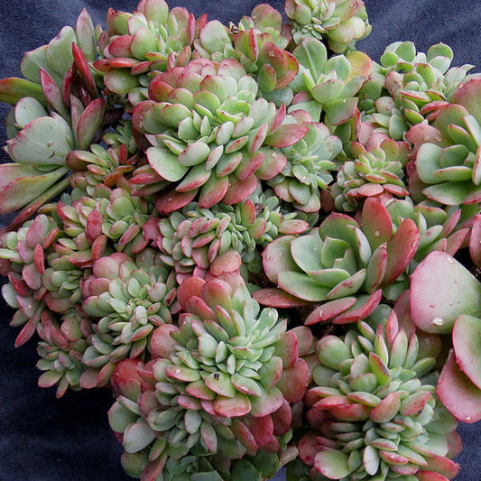 Echeveria Briar Rose Cristata