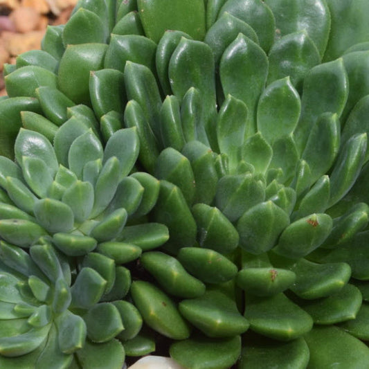 Echeveria Emerald Ripple