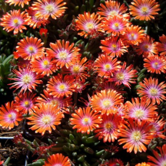 Delosperma Cooperi | Jewel of the Desert Sunstone (Orange)