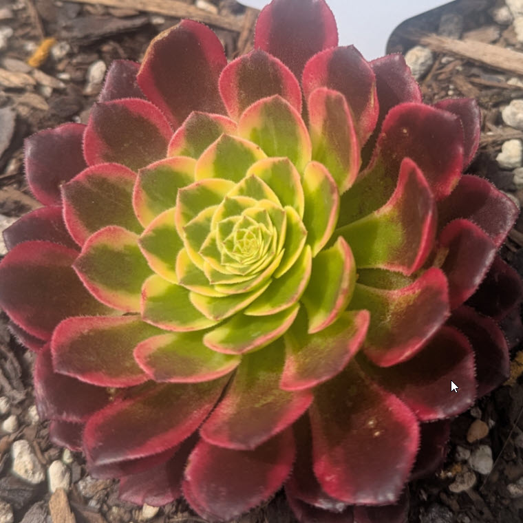 Aeonium Canary | Morning Glow