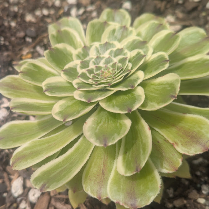 Aeonium Green Wave | Green Lotus