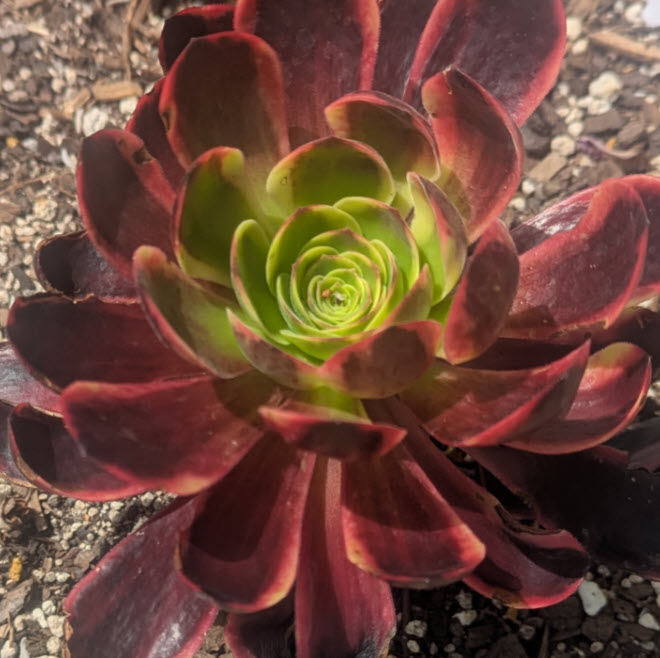 Aeonium Superbang  | O'Carrie