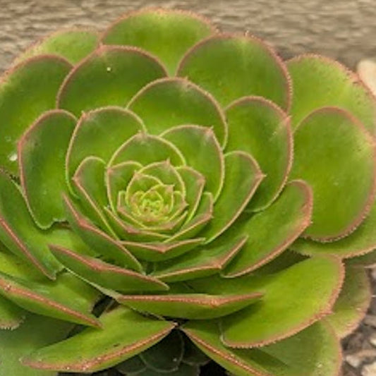 Aeonium Subplanum