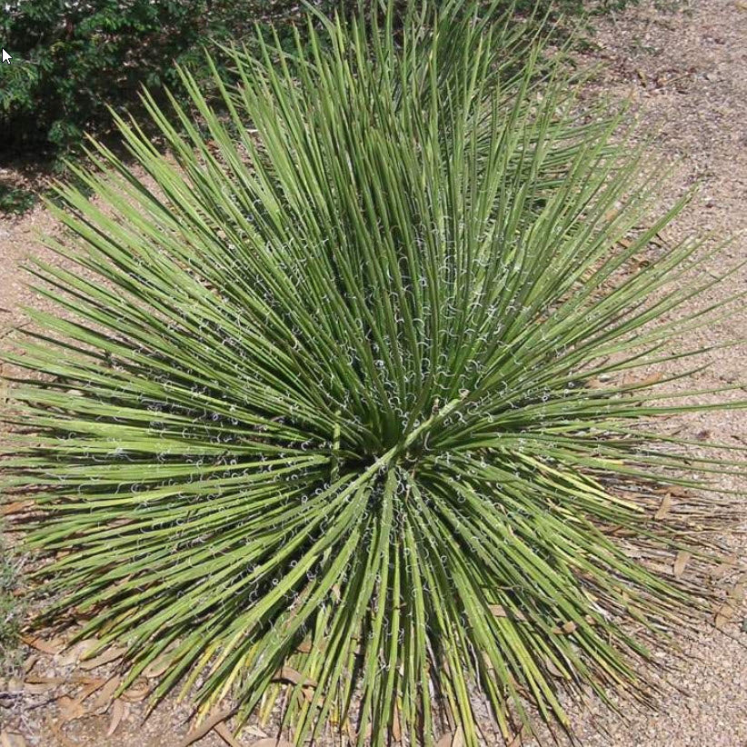 Agave Geminiflora | Twin-flowered Agave