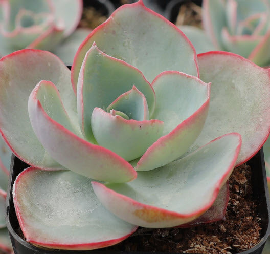 Echeveria White Rose