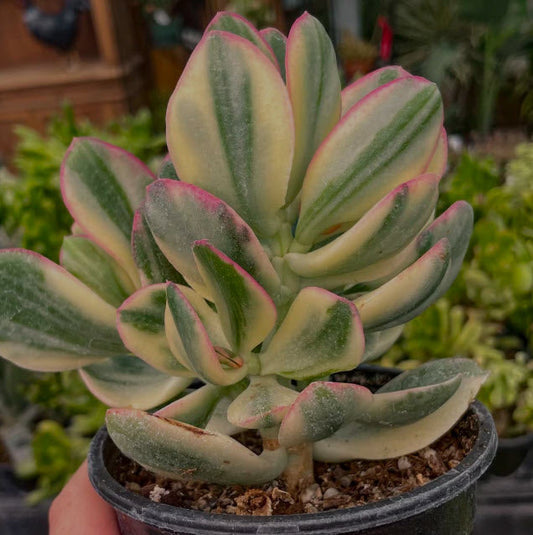 Crassula Ovata Tricolor | Variegated Jade Plant