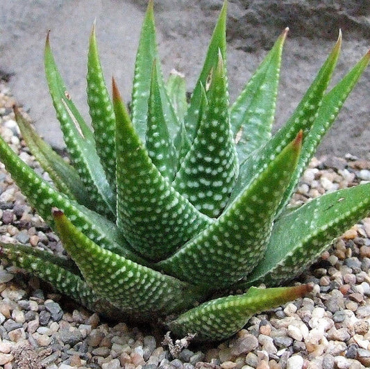Haworthia Tulista Kingiana | Haworthia Zenigata