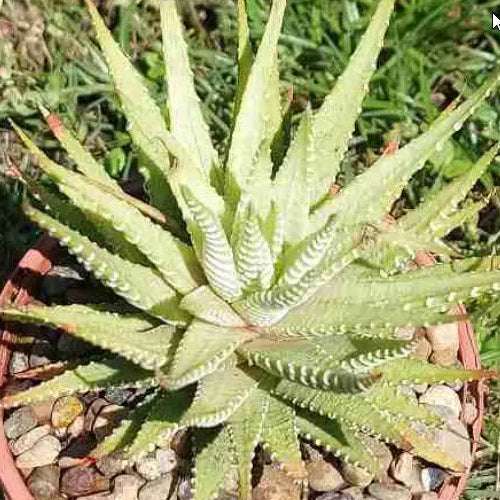 Haworthia Fasciata Variegata Verda