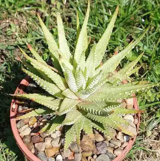 Haworthia Fasciata Variegata Verda