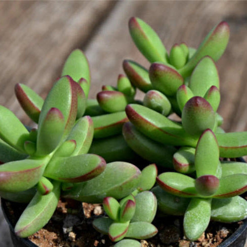 Crassula Nudicaulis Herrei