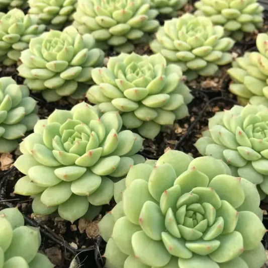 Echeveria Cris