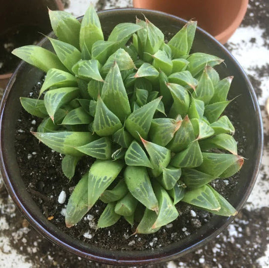 Haworthia Retusa | Star Cactus