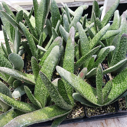 Gasteria Acinacifolia | Dune Gasteria