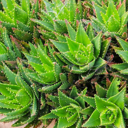 Aloe Nobilis | Golden Toothed Aloe
