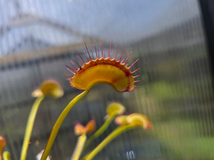 Dionaea muscipula 'Miss Frizzles' x 'Royal Red' Clone 1