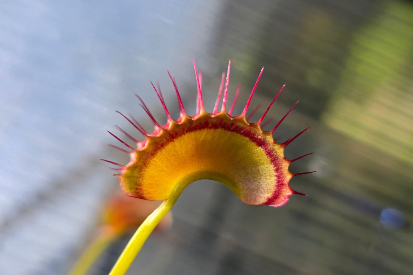 Dionaea muscipula 'Miss Frizzles' x 'Royal Red' Clone 1