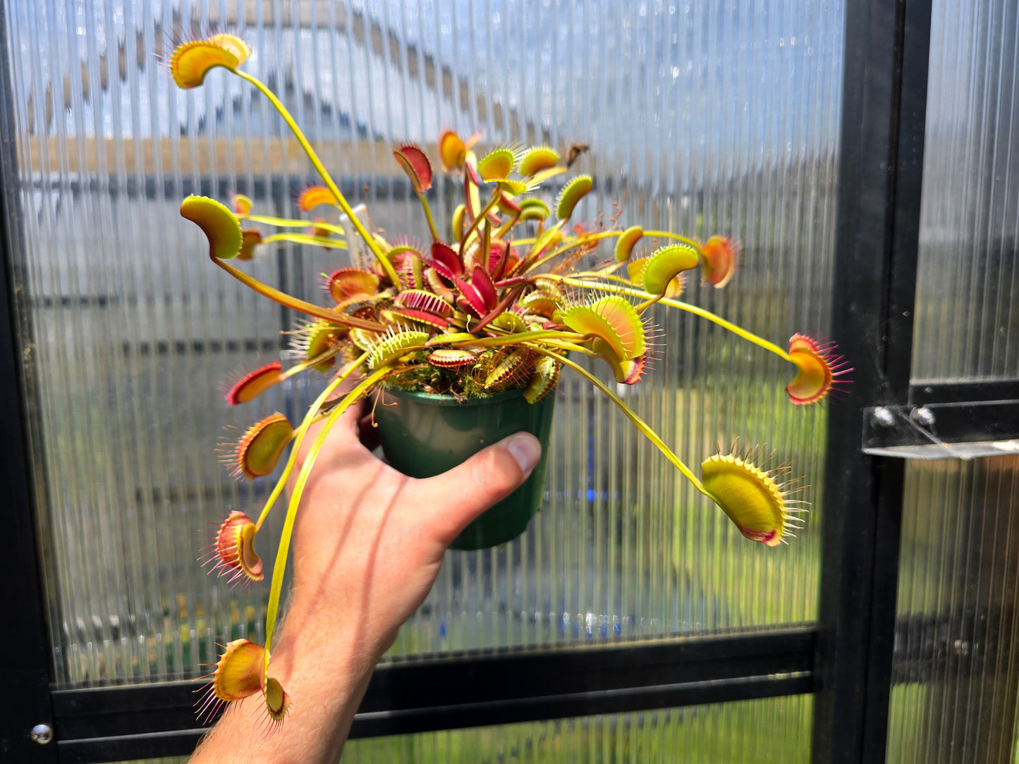 Dionaea muscipula 'Miss Frizzles' x 'Royal Red' Clone 1