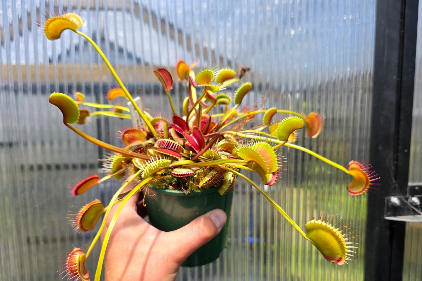 Dionaea muscipula 'Miss Frizzles' x 'Royal Red' Clone 1 - Venus Fly Trap