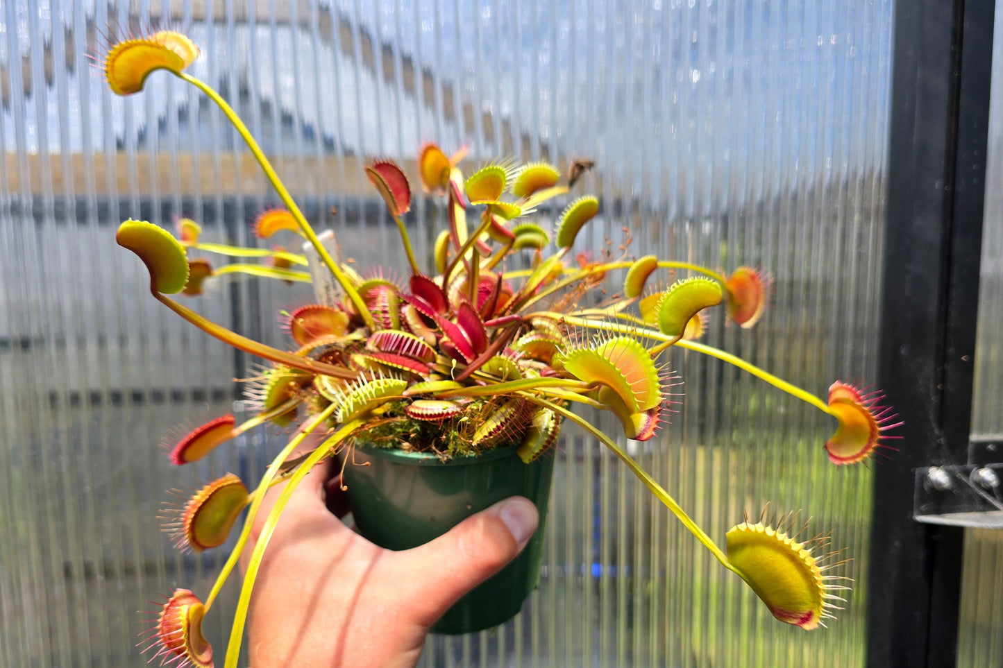 Dionaea muscipula 'Miss Frizzles' x 'Royal Red' Clone 1