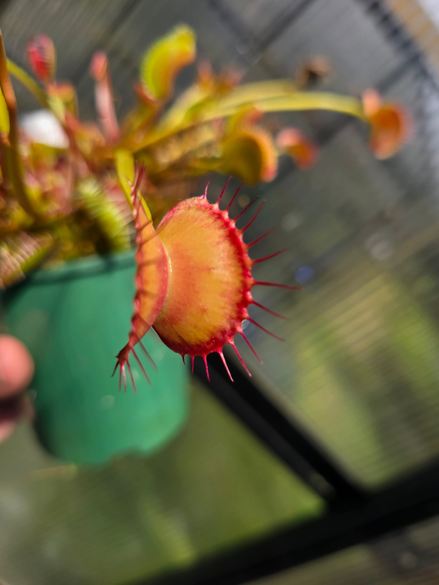 Dionaea muscipula 'Miss Frizzles' x 'Royal Red' Clone 1