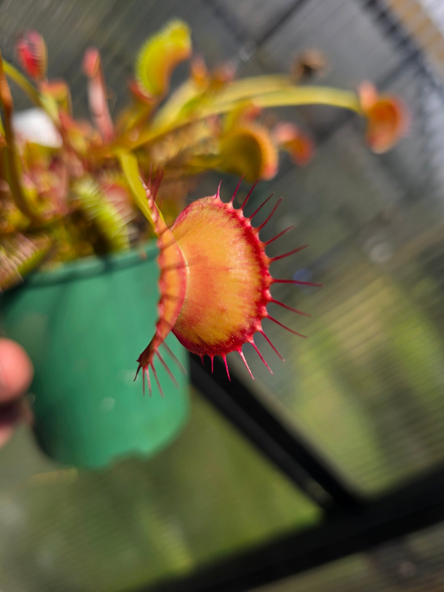 Dionaea muscipula 'Miss Frizzles' x 'Royal Red' Clone 1