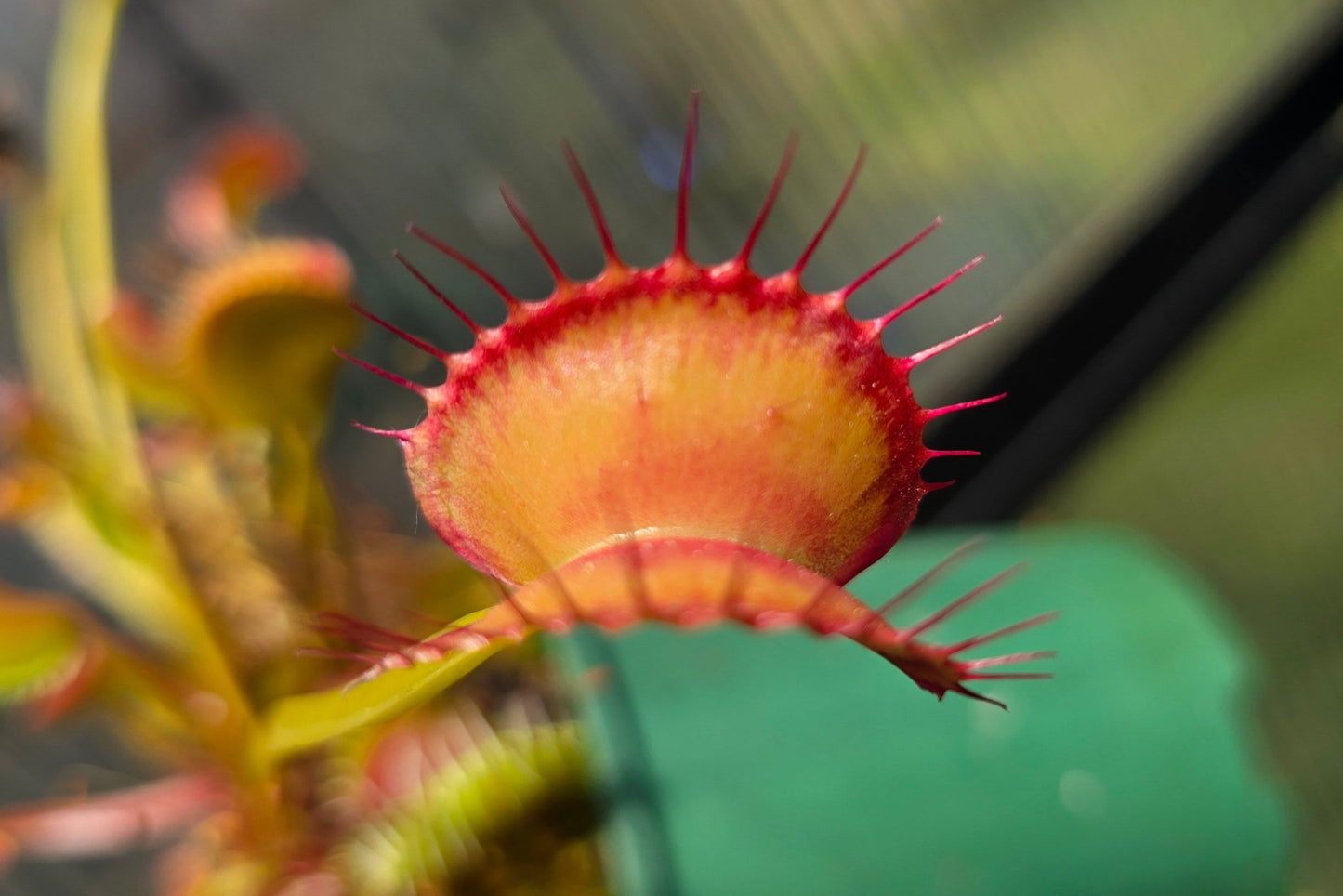 Dionaea muscipula 'Miss Frizzles' x 'Royal Red' Clone 1