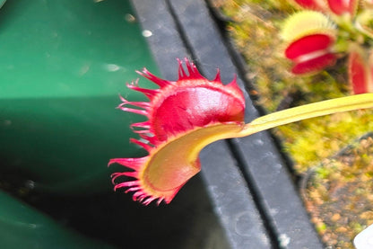 Dionaea muscipula "Long Leafed Fused" F1 - Venus Fly Trap
