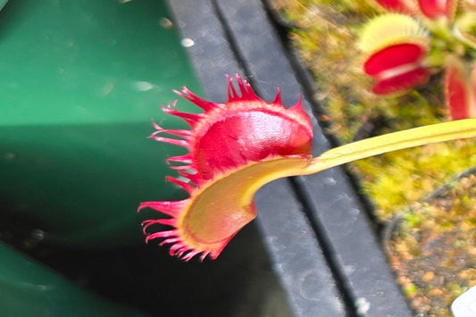 Dionaea muscipula "Long Leafed Fused" F1 - Venus Fly Trap