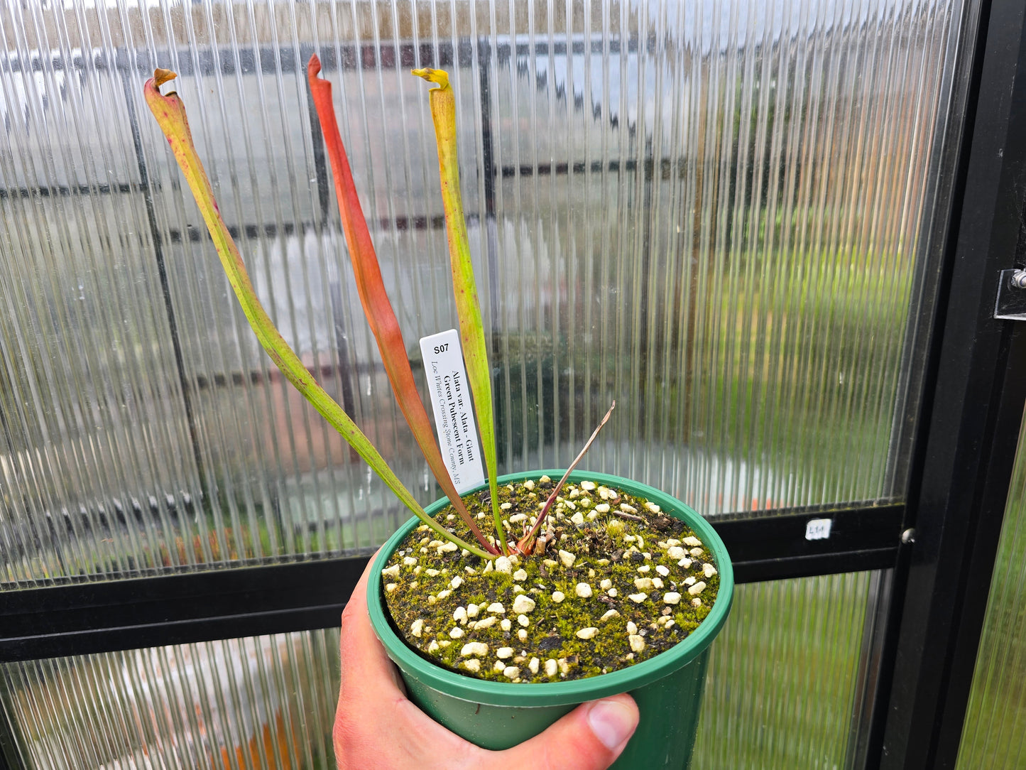 Sarracenia alata var. alata 'Giant Green Pubescent Form' (Loc Whites Crossing, Stone County, Mississippi, USA) - American Pitcher Plant