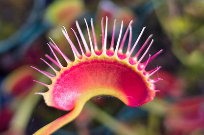 Dionaea muscipula 'Miss Frizzles' x 'Royal Red' Clone 6 - Venus Fly Trap