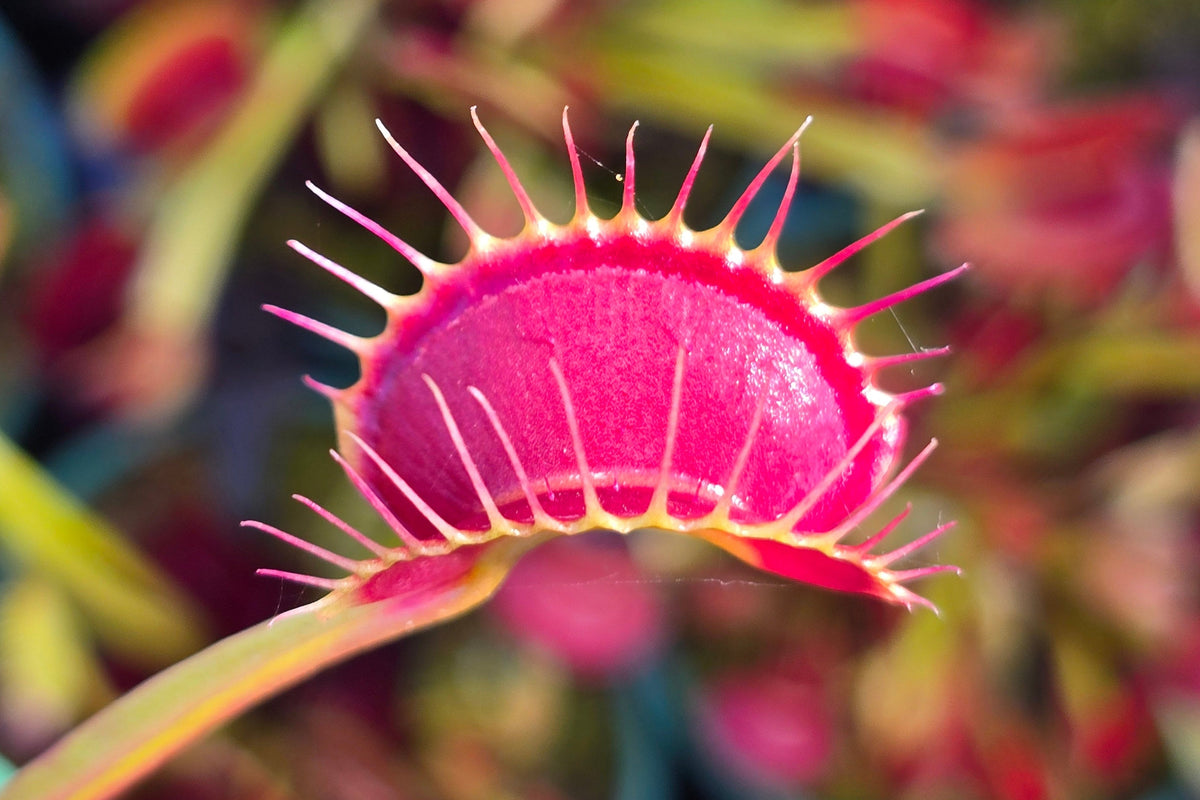 Dionaea muscipula 'Miss Frizzles' x 'Royal Red' Clone 6 - Venus Fly Trap