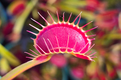 Dionaea muscipula 'Miss Frizzles' x 'Royal Red' Clone 6 - Venus Fly Trap