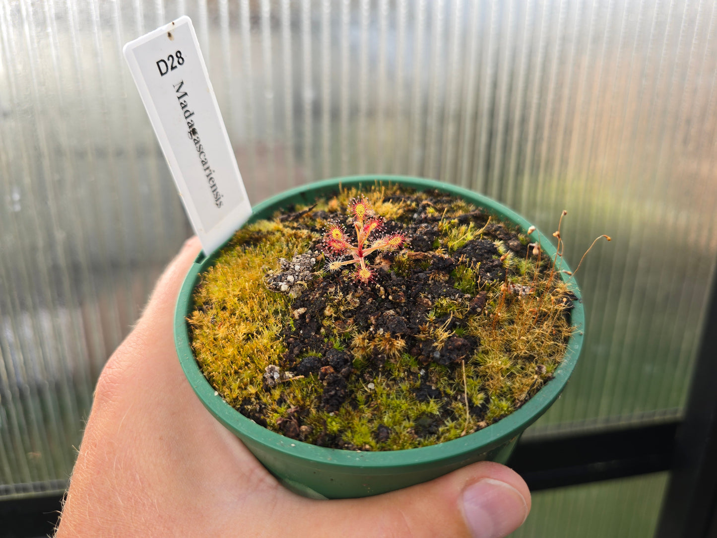 Drosera madagascariensis - Sundew