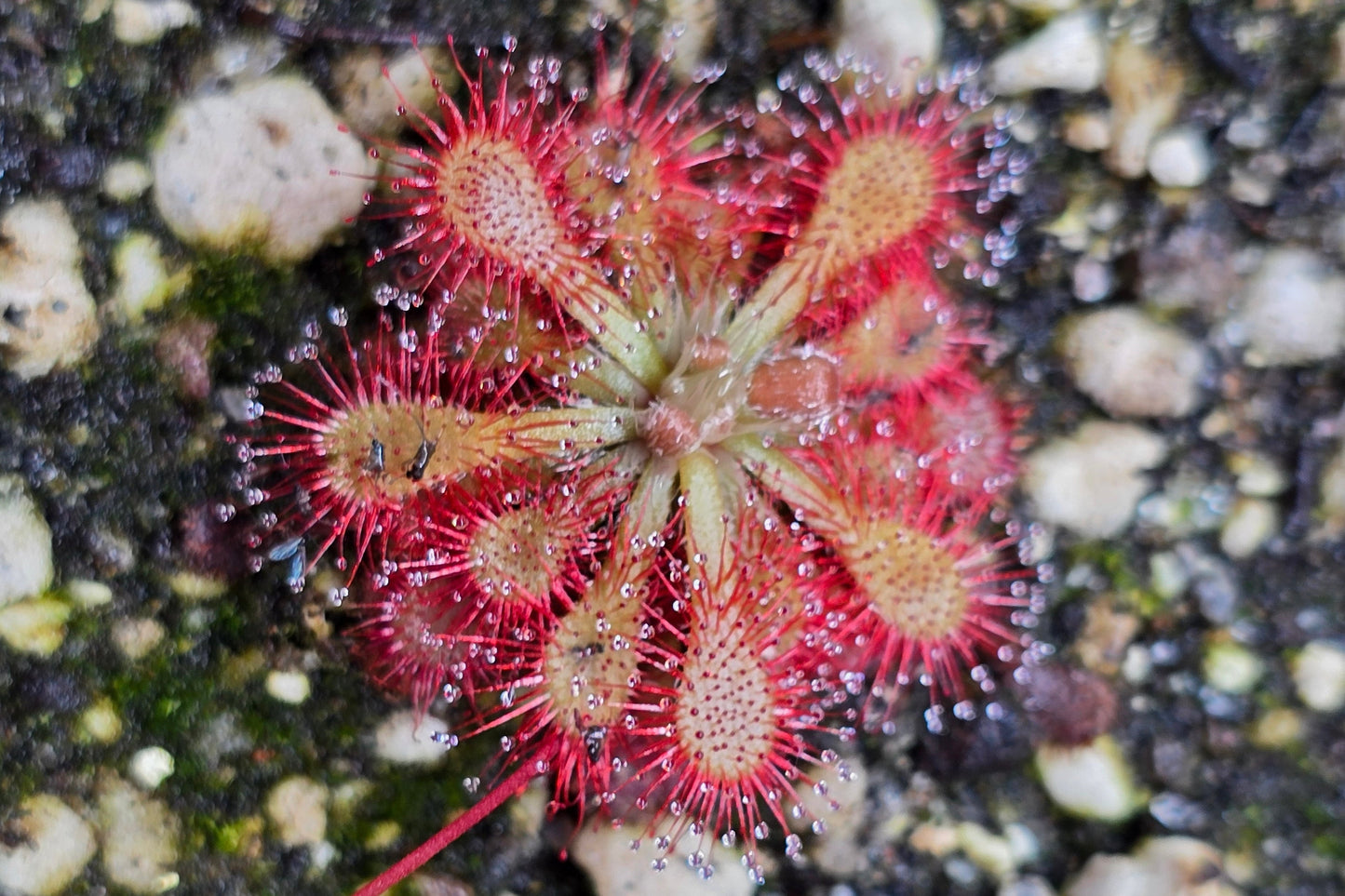 Drosera 'sp. Lantau Island' (Hong Kong) - Sundew