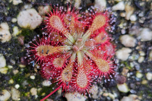 Drosera 'sp. Lantau Island' (Hong Kong) - Sundew