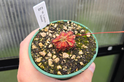 Drosera 'sp. Lantau Island' (Hong Kong) - Sundew
