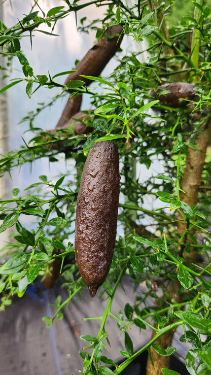 ?!label-Indicative photo