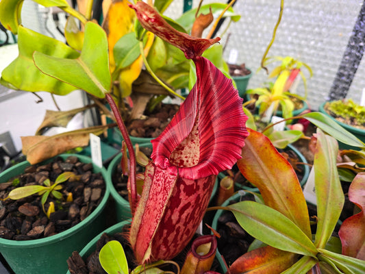 Nepenthes maxima x veitchii (Female) - Intermediate Tropical Pitcher Plant