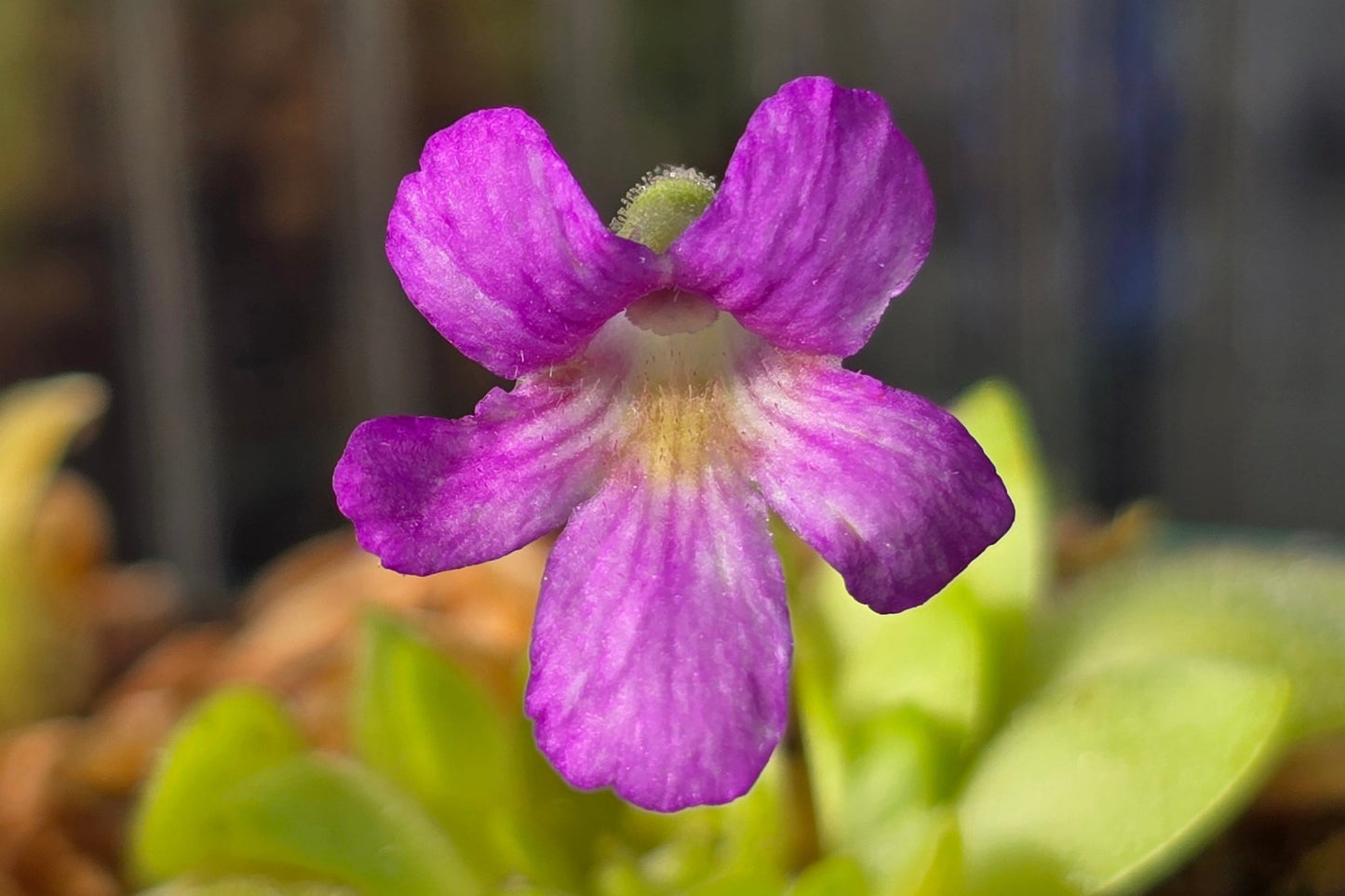 Pinguicula 'Sethos' - Mexican Butterwort