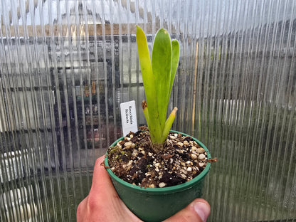 Brocchinia reducta - Carnivorous Bromeliad
