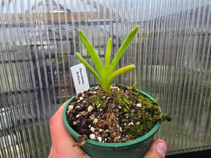 Brocchinia reducta - Carnivorous Bromeliad