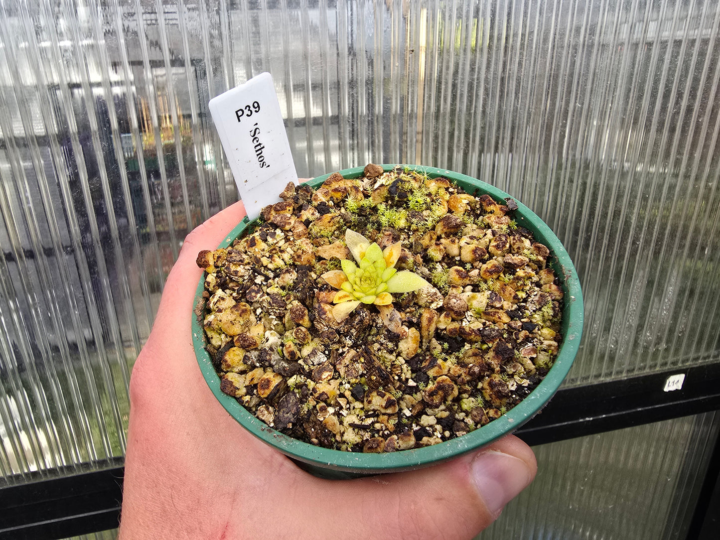 Pinguicula 'Sethos' - Mexican Butterwort