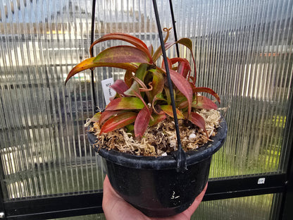 Nepenthes 'Suki' - Intermediate Tropical Pitcher Plant